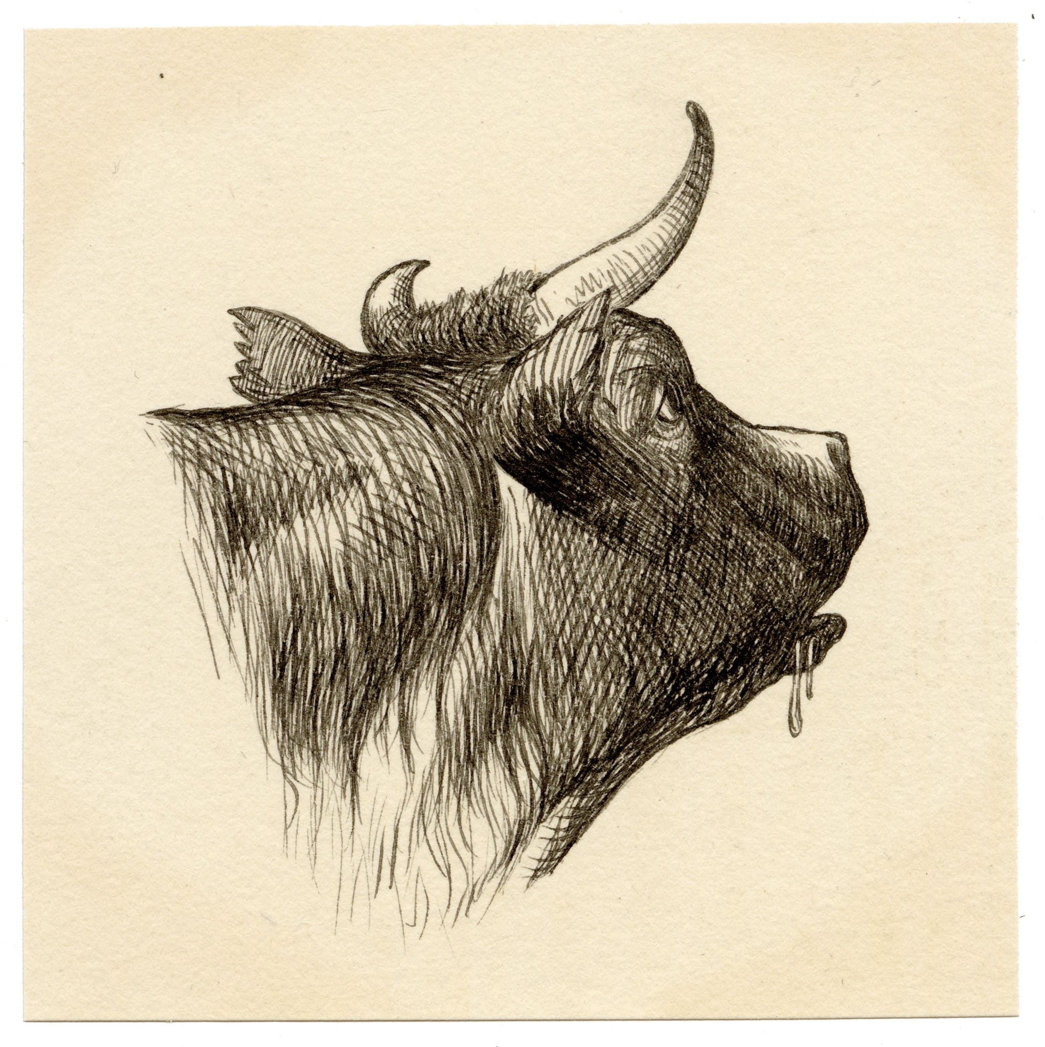 Pickford Robert Waller, Cow Head Study – c.1890s pen & ink drawing
