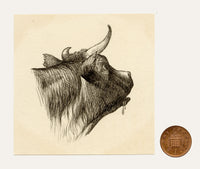 Pickford Robert Waller, Cow Head Study – c.1890s pen & ink drawing