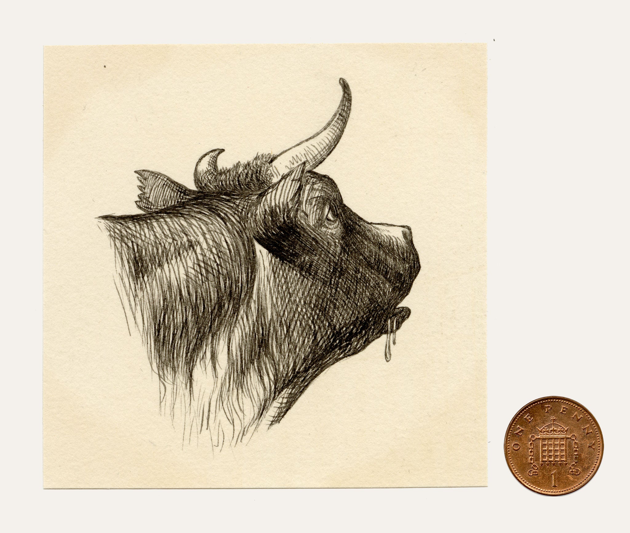 Pickford Robert Waller, Cow Head Study – c.1890s pen & ink drawing