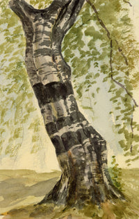 Pickford Robert Waller, Silver Birch Tree Study – c.1890s watercolour painting