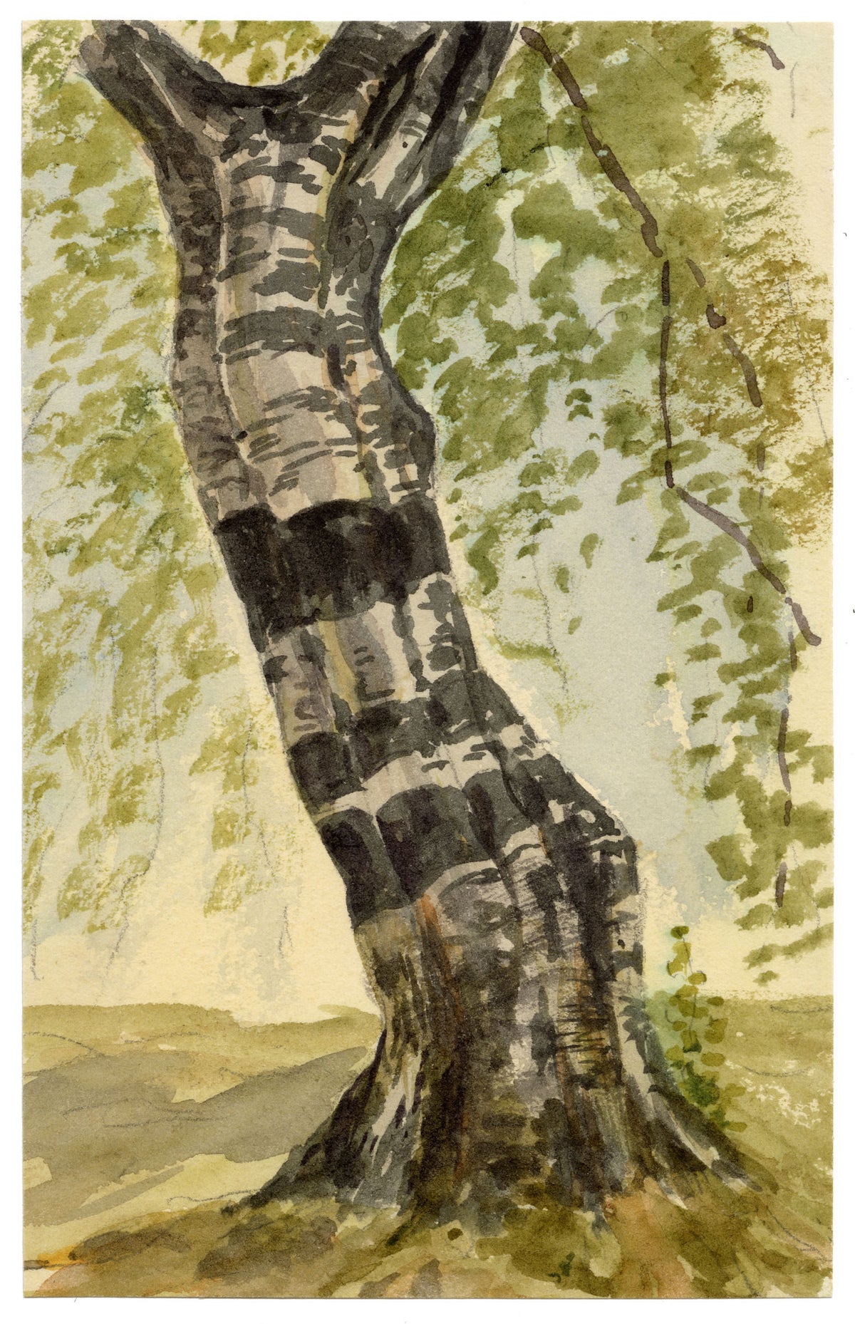 Pickford Robert Waller, Silver Birch Tree Study – c.1890s watercolour painting