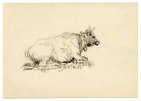 Pickford Robert Waller, Study of a Resting Cow with Bell – c.1890s pen & ink drawing