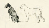 Pickford Robert Waller, Dog Studies – c.1890s pen & ink drawing