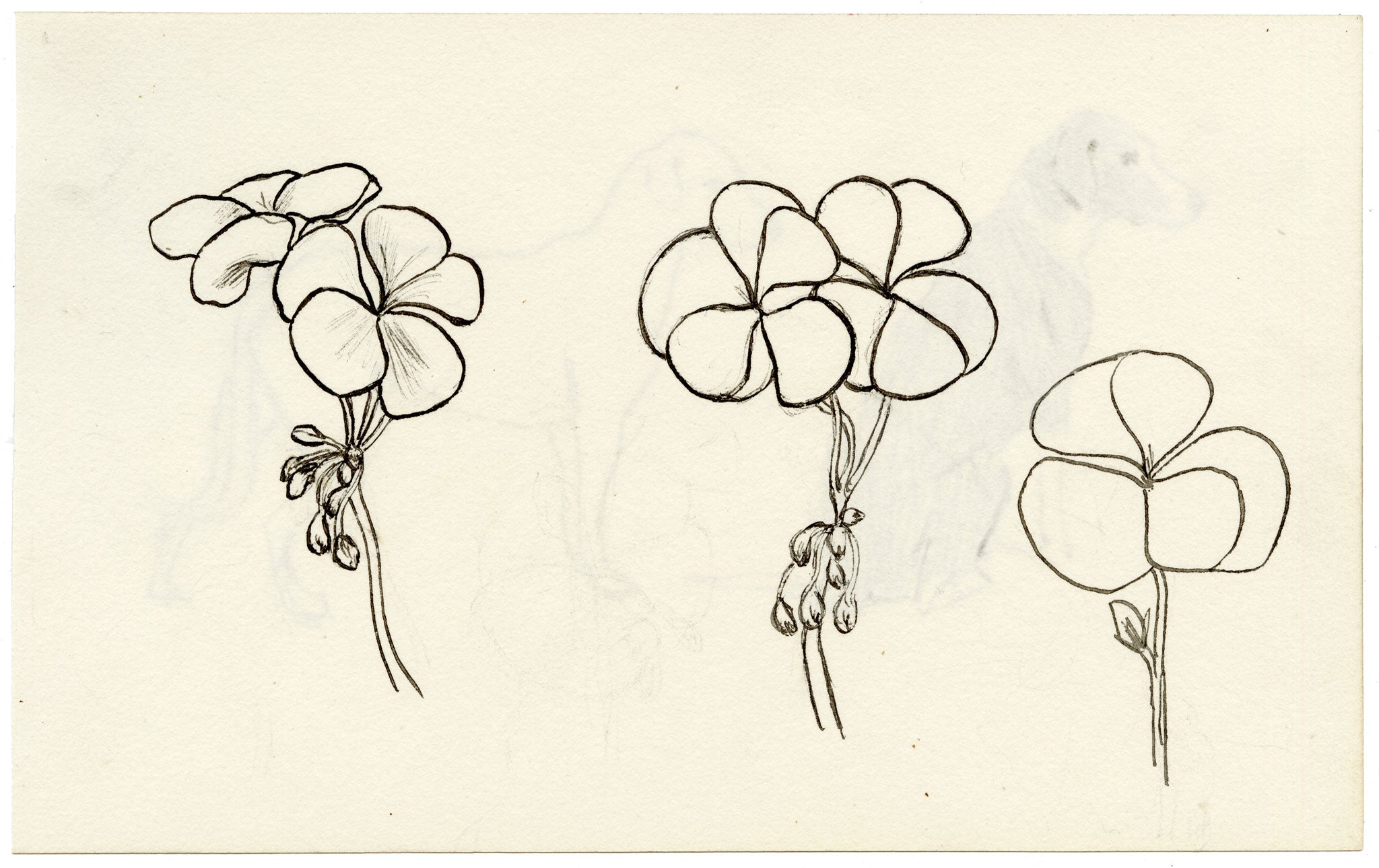 Pickford Robert Waller, Dog Studies – c.1890s pen & ink drawing