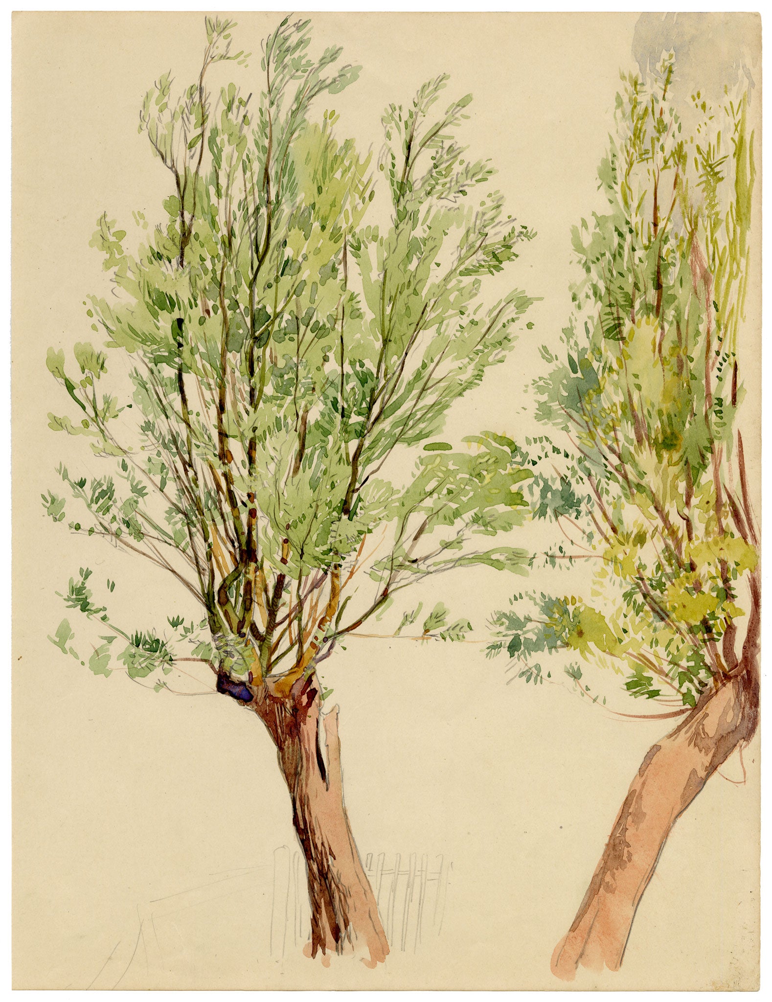 Eleanor Hughes RI, Tree Study – 1920 watercolour painting