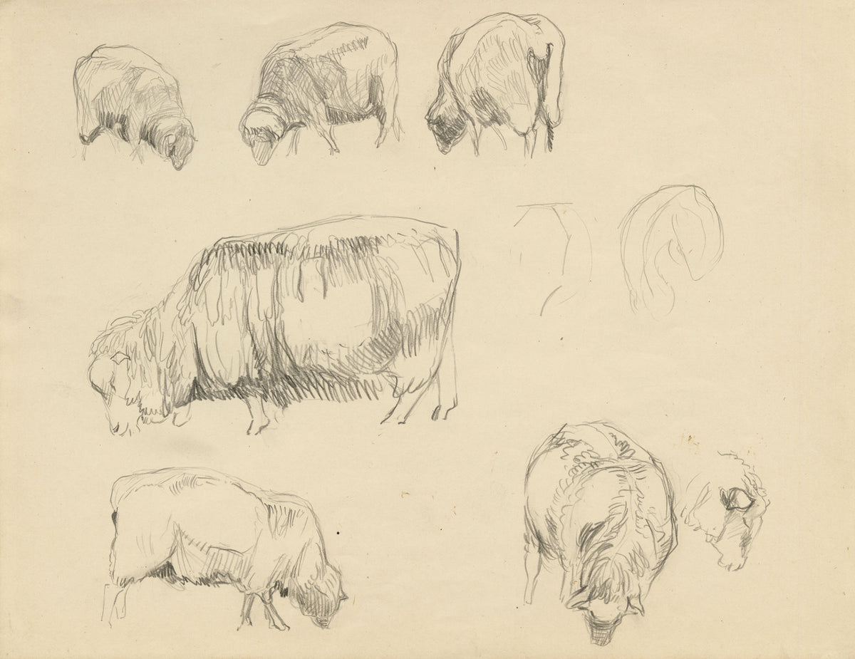 Eleanor Hughes RI, Ewe Sheep Studies – 1920 graphite drawing