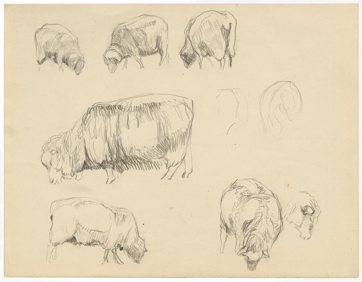 Eleanor Hughes RI, Ewe Sheep Studies – 1920 graphite drawing