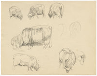 Eleanor Hughes RI, Ewe Sheep Studies – 1920 graphite drawing