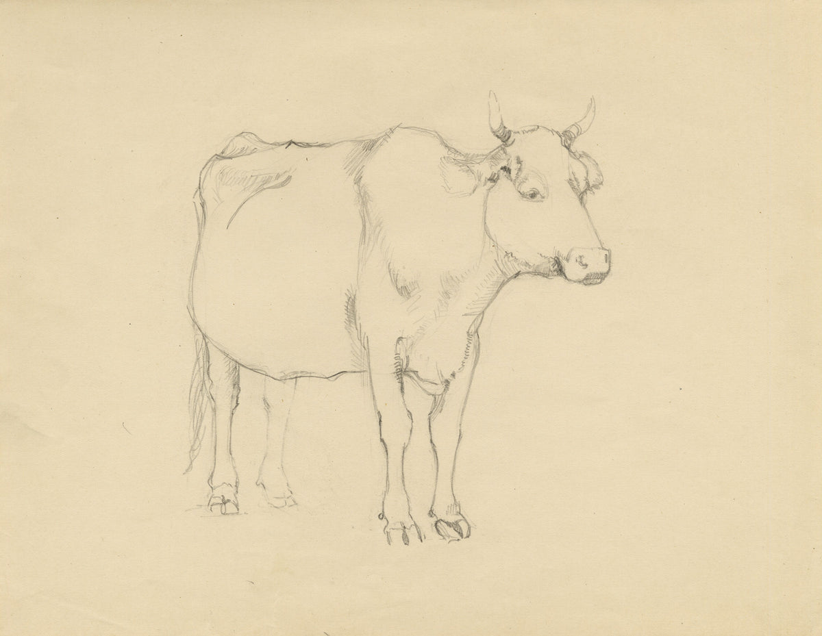 Eleanor Hughes RI, Cow with Horns Study – 1920 graphite drawing