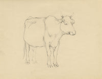 Eleanor Hughes RI, Cow with Horns Study – 1920 graphite drawing