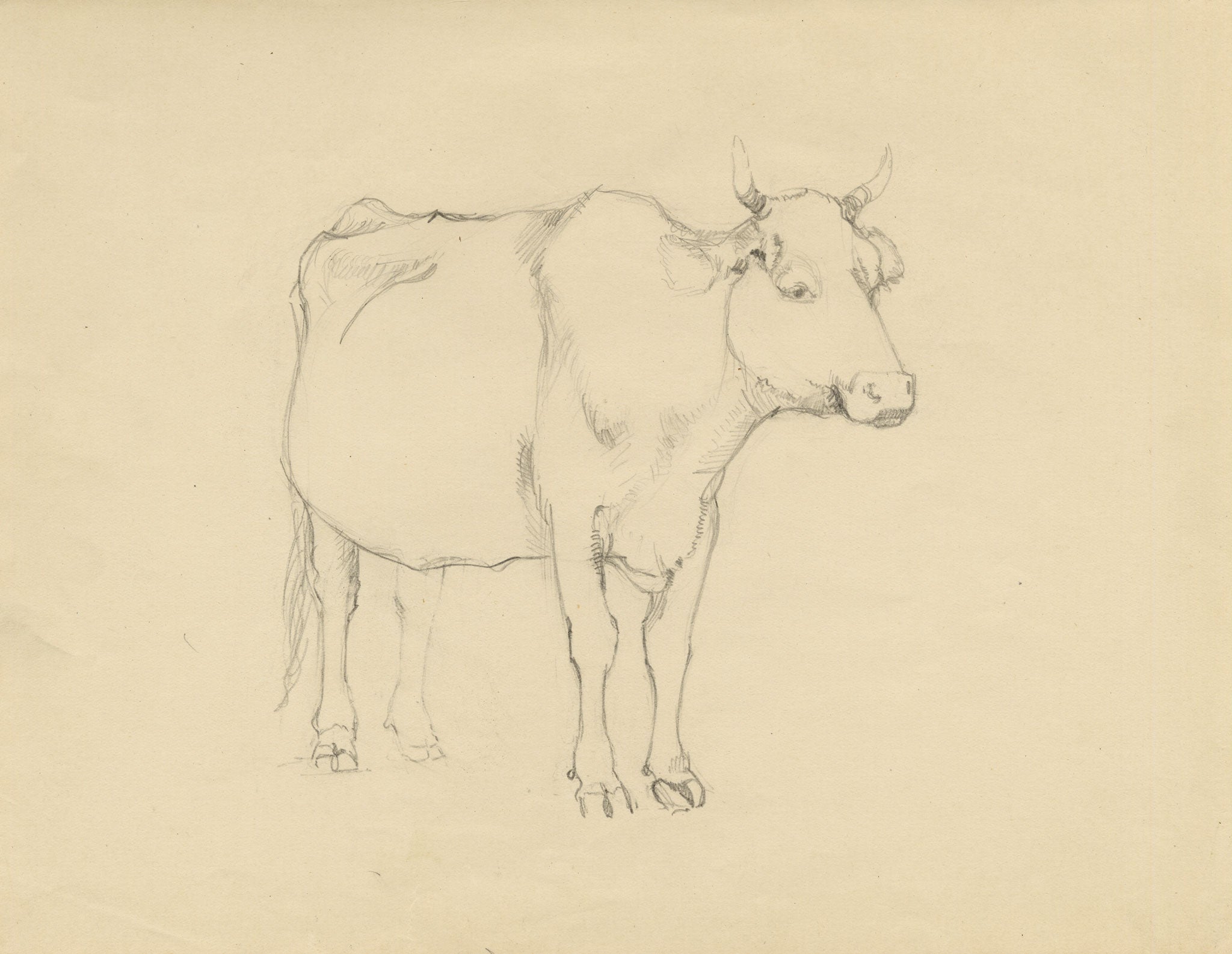 Eleanor Hughes RI, Cow with Horns Study – 1920 graphite drawing