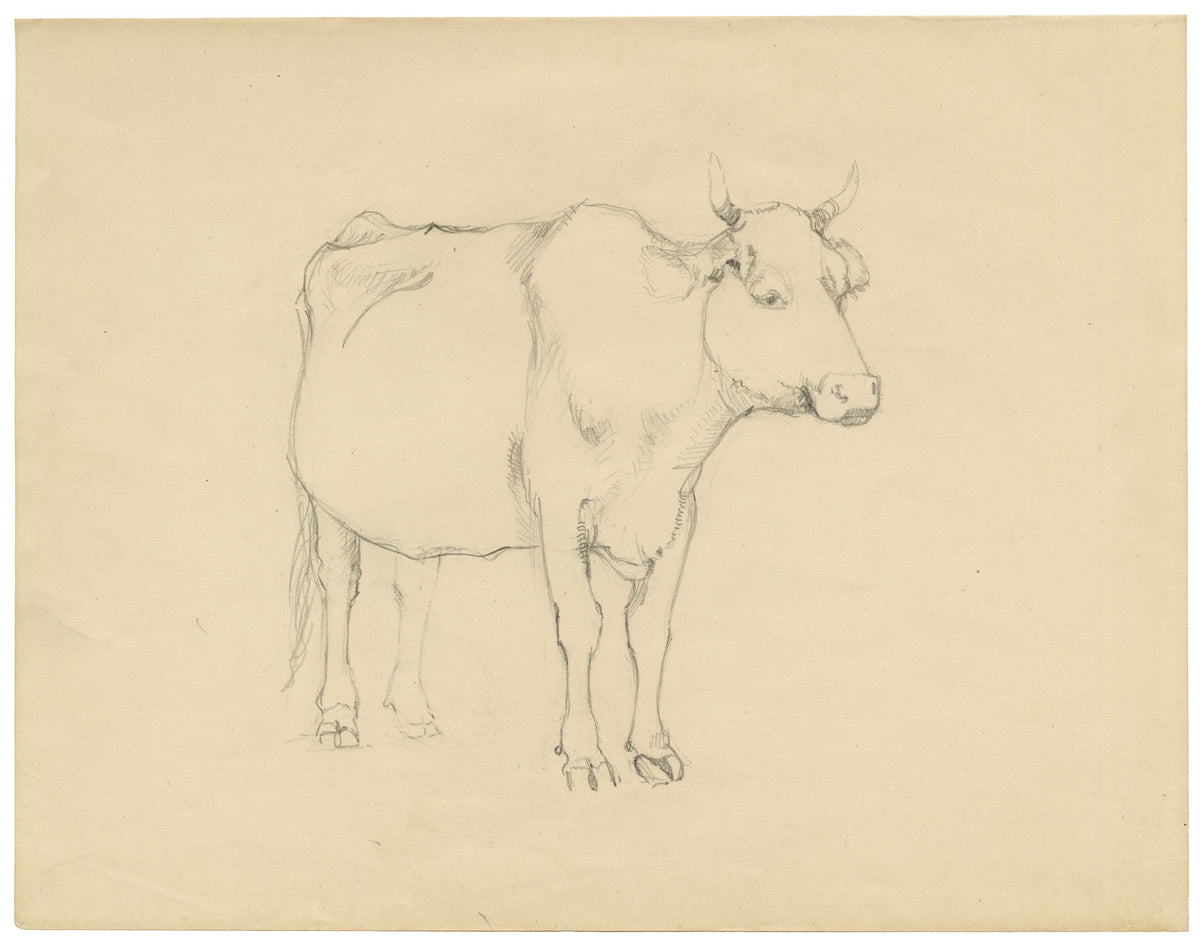 Eleanor Hughes RI, Cow with Horns Study – 1920 graphite drawing