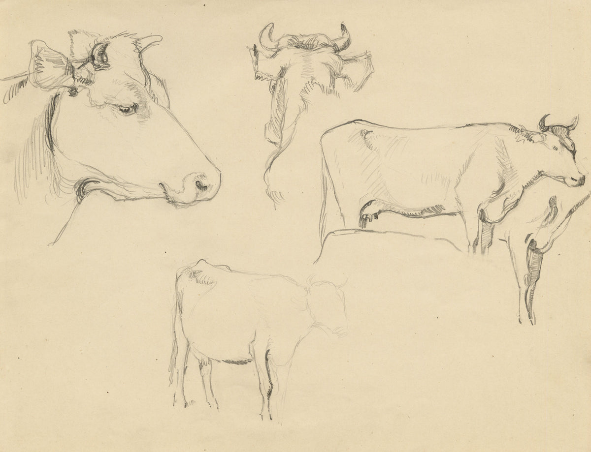 Eleanor Hughes RI, Cow Studies – 1920 graphite drawing