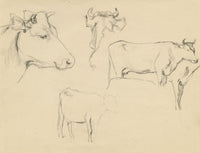 Eleanor Hughes RI, Cow Studies – 1920 graphite drawing