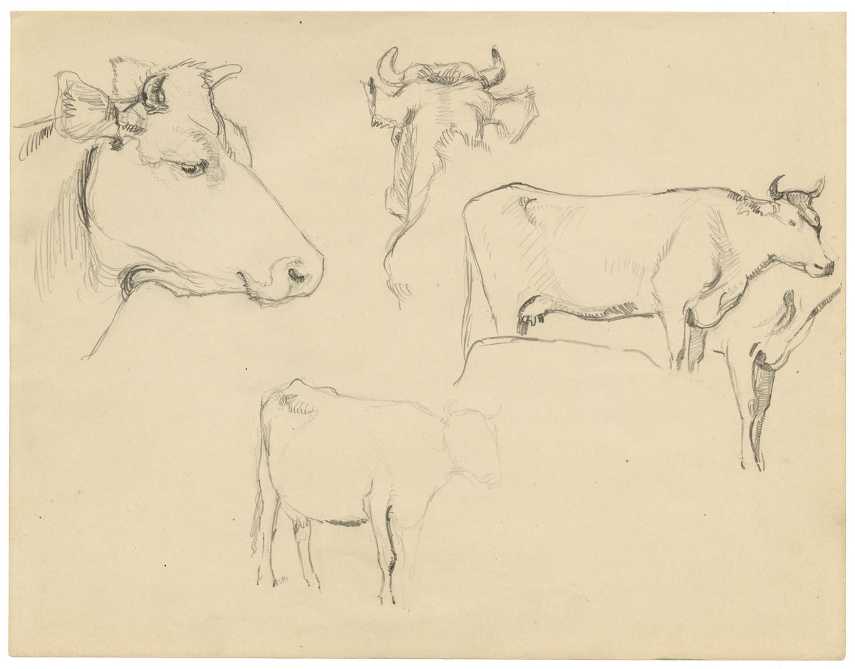Eleanor Hughes RI, Cow Studies – 1920 graphite drawing