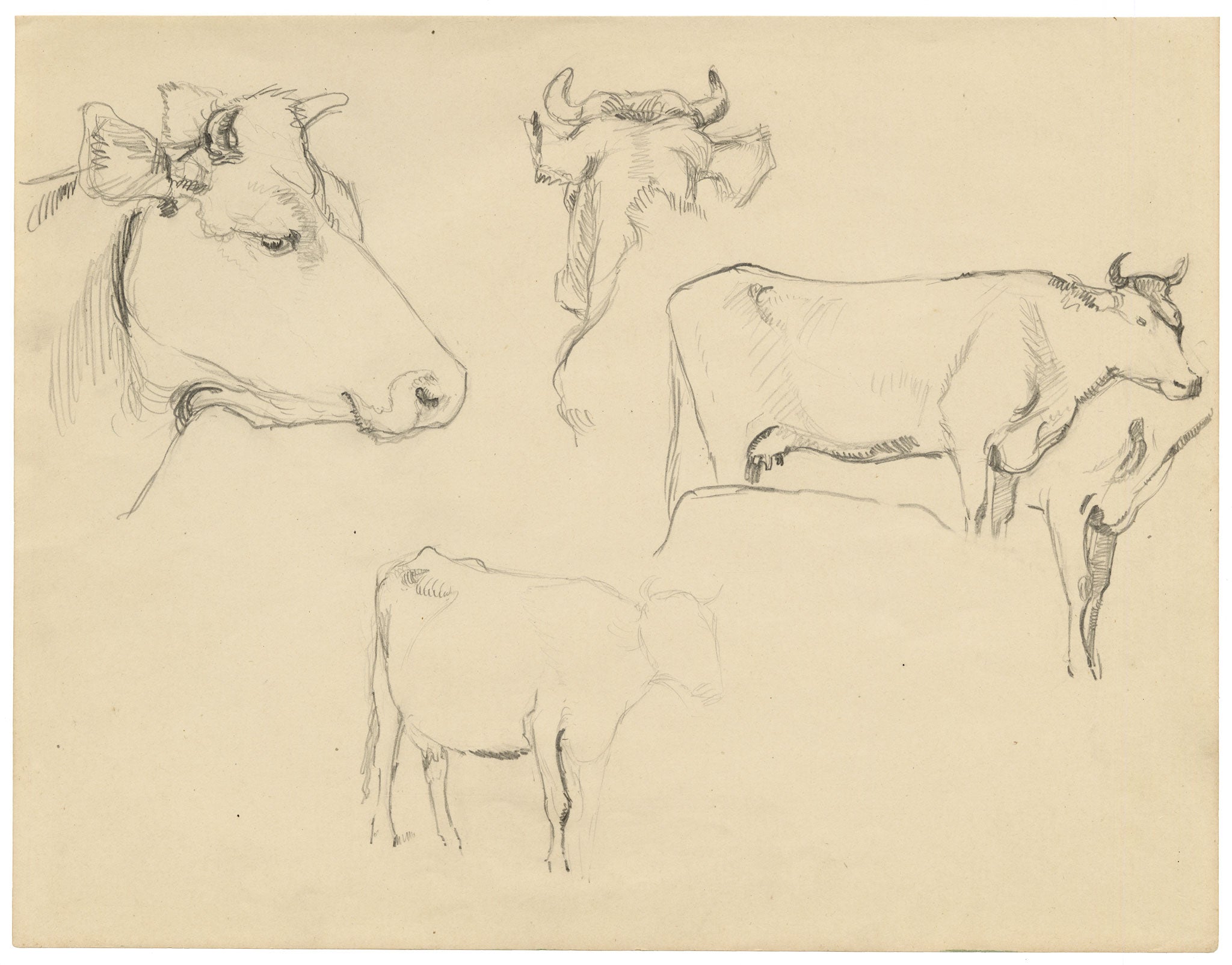 Eleanor Hughes RI, Cow Studies – 1920 graphite drawing