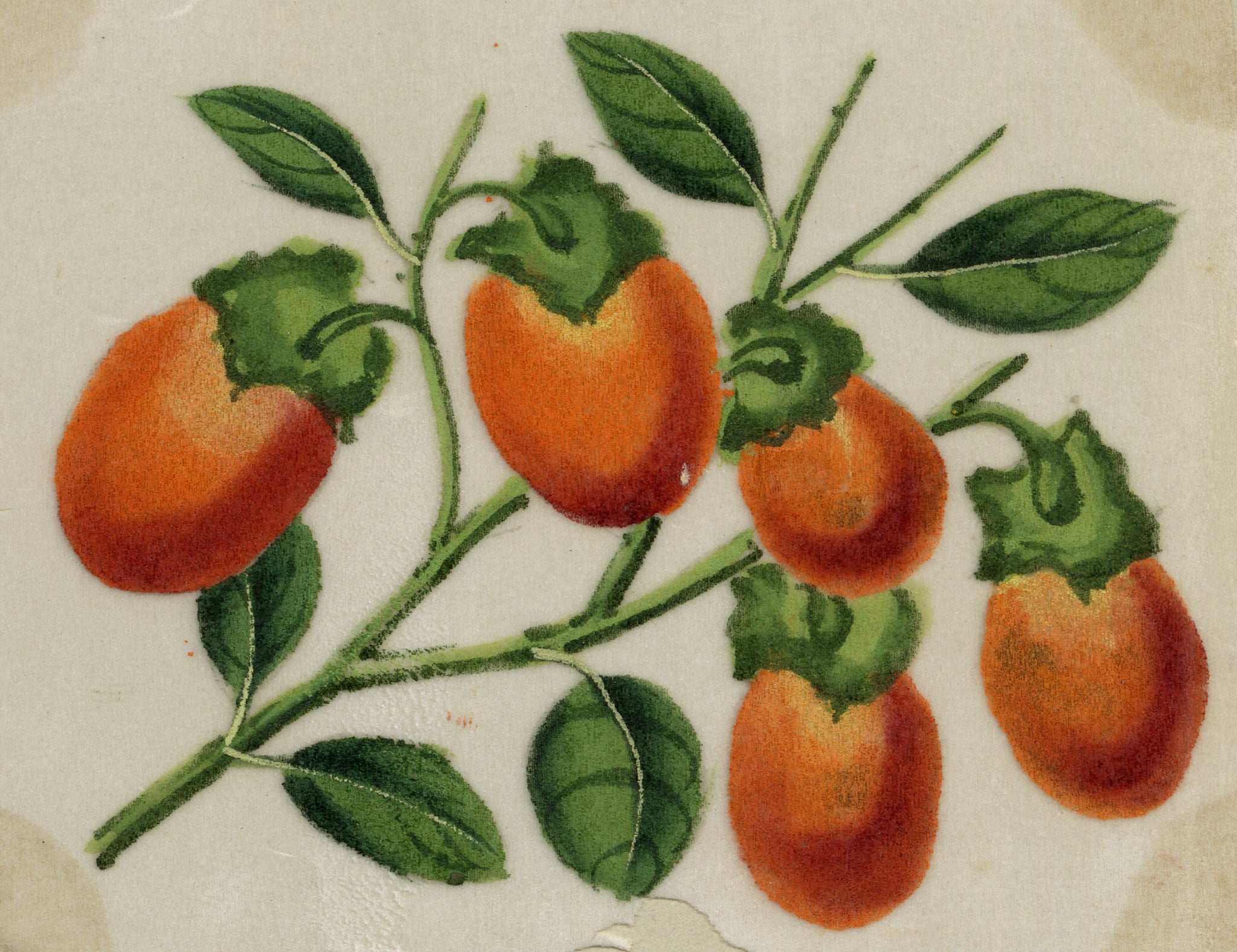 Chinese School, Chinese Persimmon Fruit – Mid-19th-century chinese painting on pith