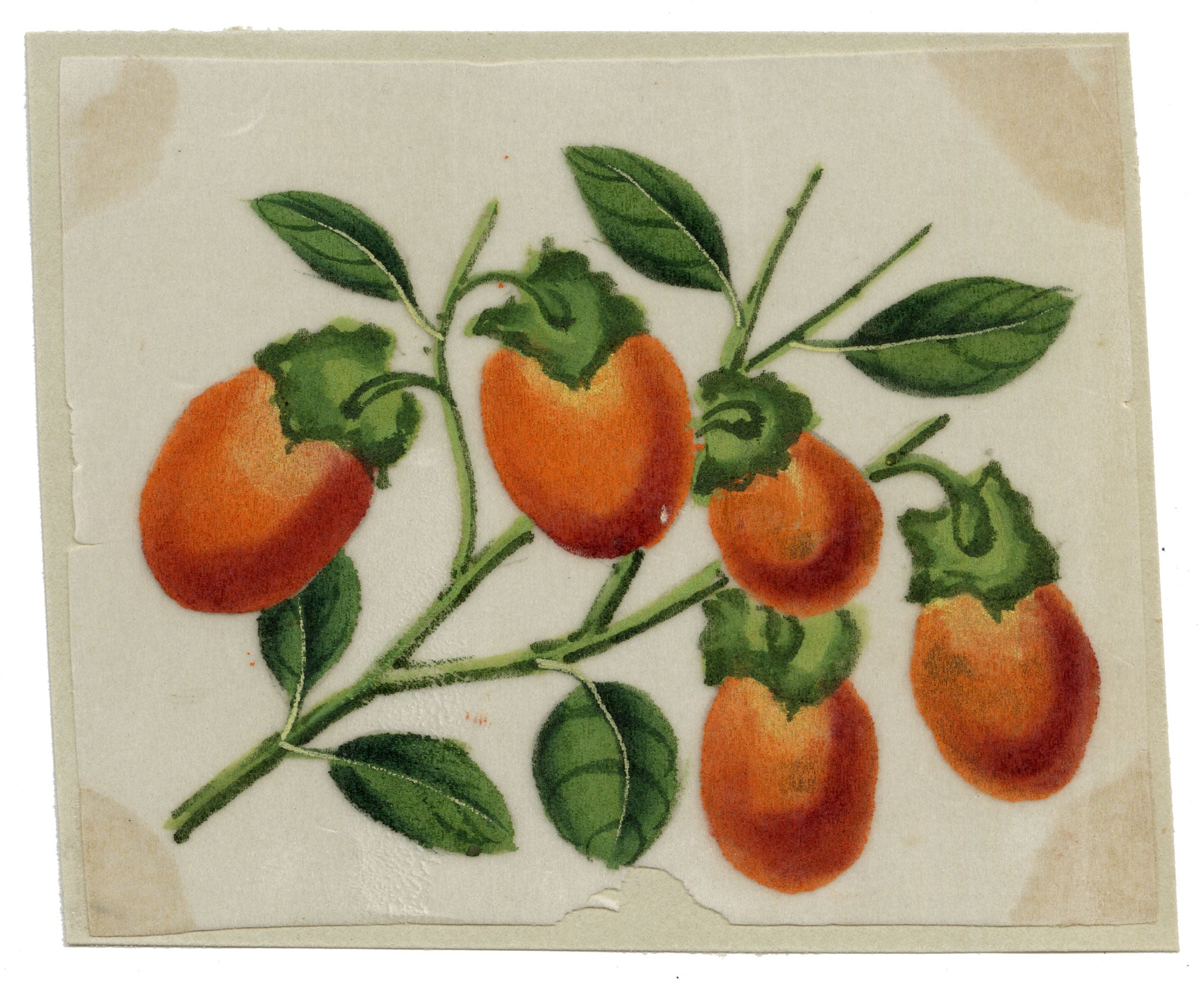 Chinese School, Chinese Persimmon Fruit – Mid-19th-century chinese painting on pith