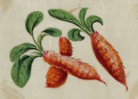 Chinese School, Chinese Carrot – Mid-19th-century chinese painting on pith