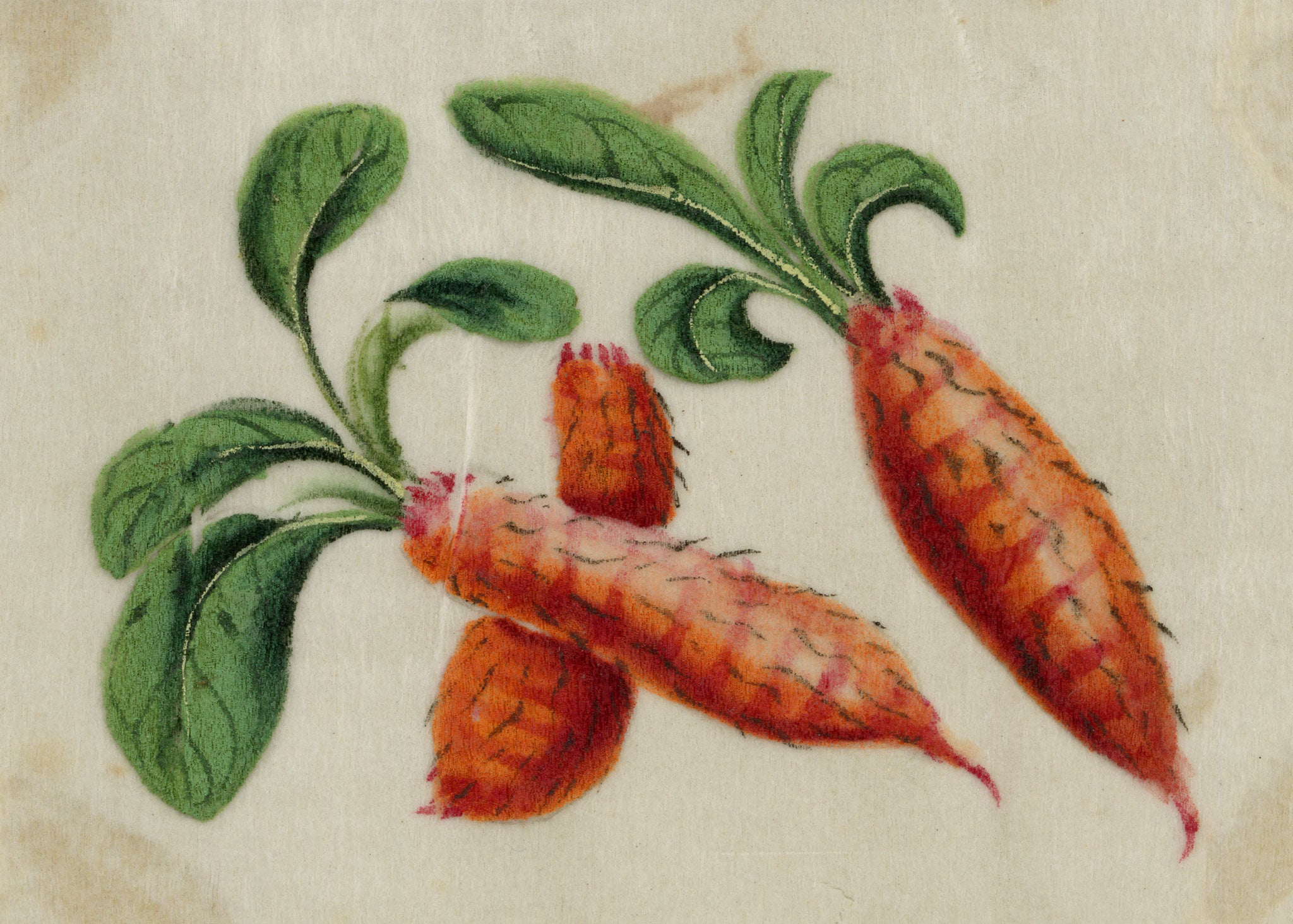 Chinese School, Chinese Carrot – Mid-19th-century chinese painting on pith