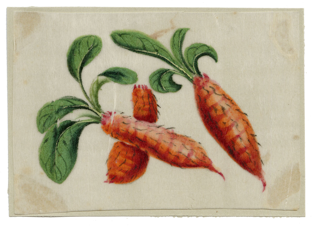 Chinese School, Chinese Carrot – Mid-19th-century chinese painting on pith
