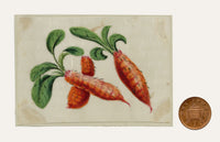 Chinese School, Chinese Carrot – Mid-19th-century chinese painting on pith