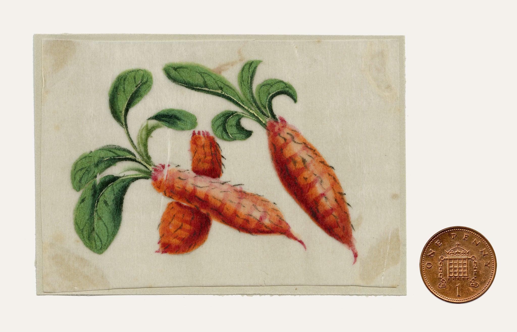 Chinese School, Chinese Carrot – Mid-19th-century chinese painting on pith
