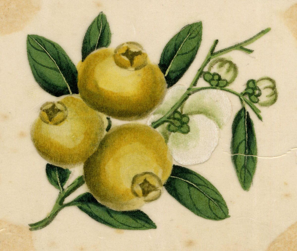 Chinese School, Chinese Loquat Fruit – Mid-19th-century chinese painting on pith