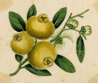 Chinese School, Chinese Loquat Fruit – Mid-19th-century chinese painting on pith