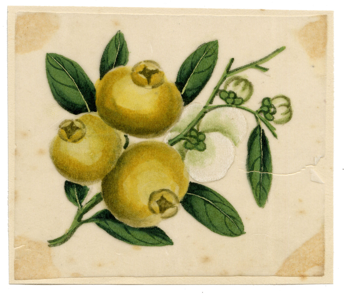 Chinese School, Chinese Loquat Fruit – Mid-19th-century chinese painting on pith