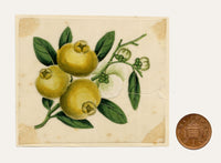 Chinese School, Chinese Loquat Fruit – Mid-19th-century chinese painting on pith