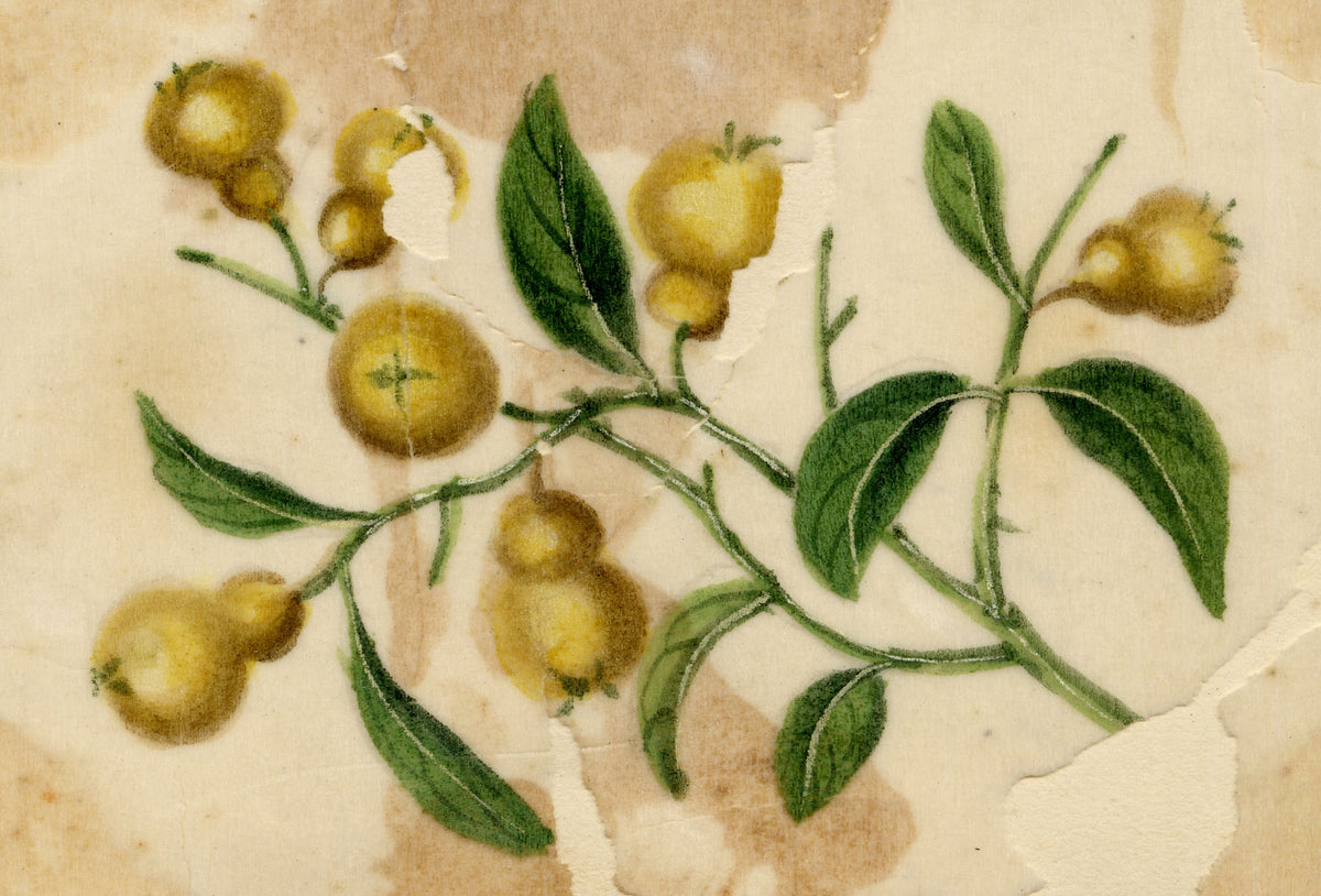 Chinese School, Chinese Quince Fruit – Mid-19th-century chinese painting on pith