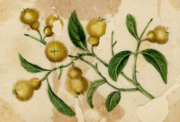 Chinese School, Chinese Quince Fruit – Mid-19th-century chinese painting on pith