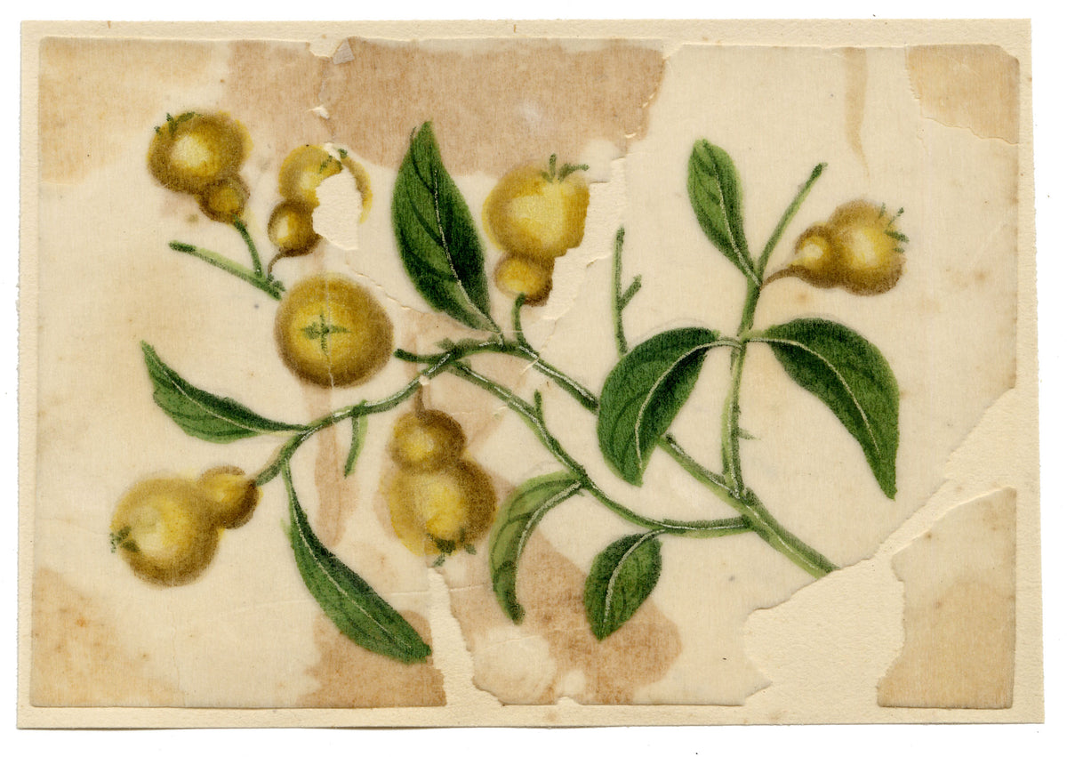Chinese School, Chinese Quince Fruit – Mid-19th-century chinese painting on pith
