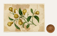 Chinese School, Chinese Quince Fruit – Mid-19th-century chinese painting on pith