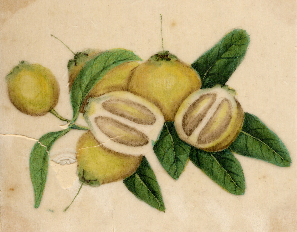 Chinese School, Chinese Pomelo Fruit – Mid-19th-century chinese painting on pith
