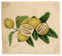 Chinese School, Chinese Pomelo Fruit – Mid-19th-century chinese painting on pith