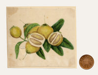 Chinese School, Chinese Pomelo Fruit – Mid-19th-century chinese painting on pith