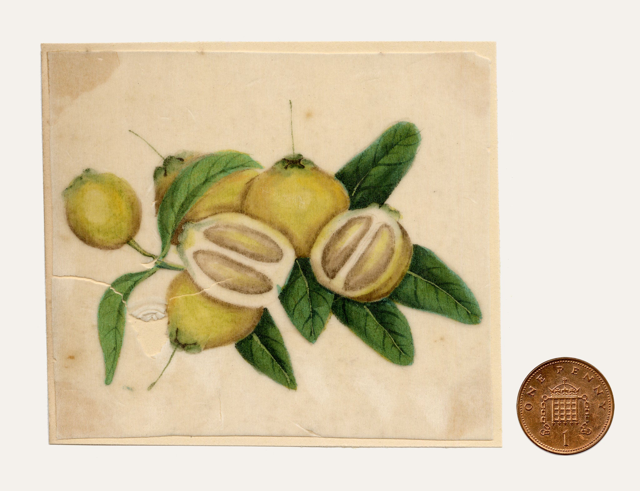 Chinese School, Chinese Pomelo Fruit – Mid-19th-century chinese painting on pith