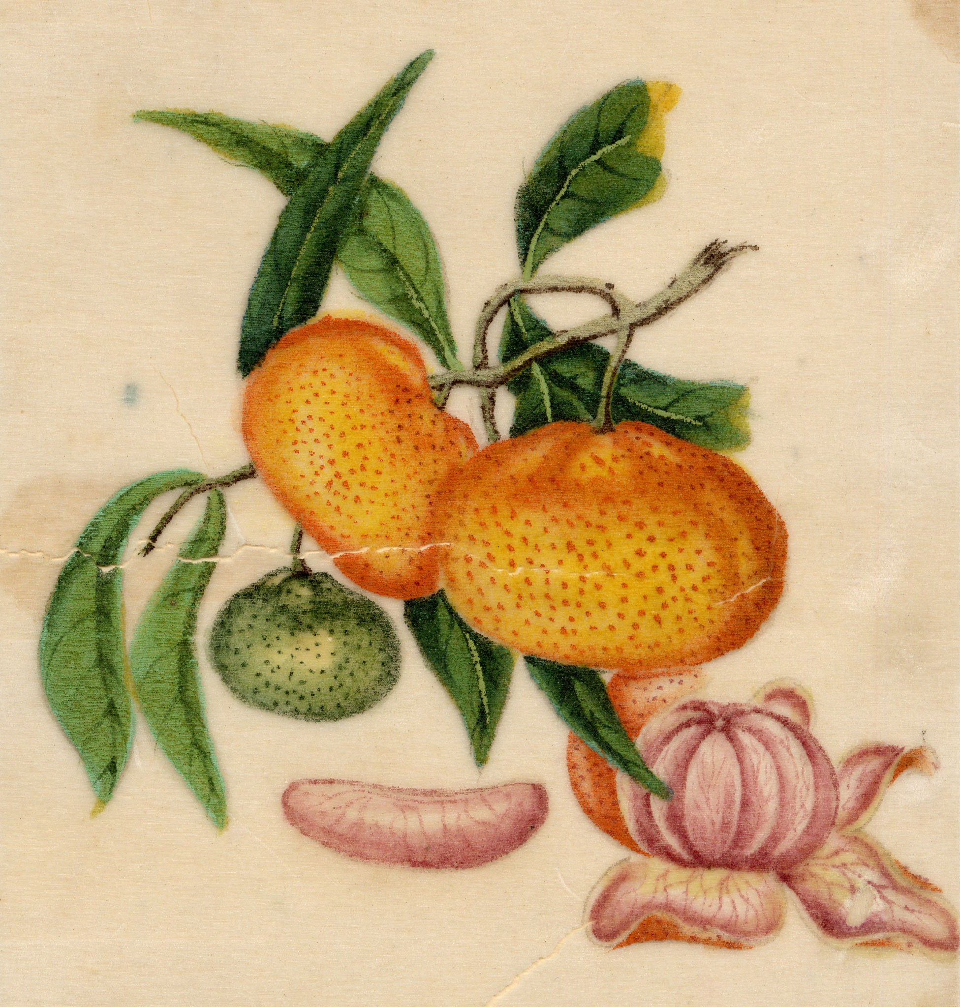 Chinese School, Chinese Mandarin Orange – Mid-19th-century chinese painting on pith