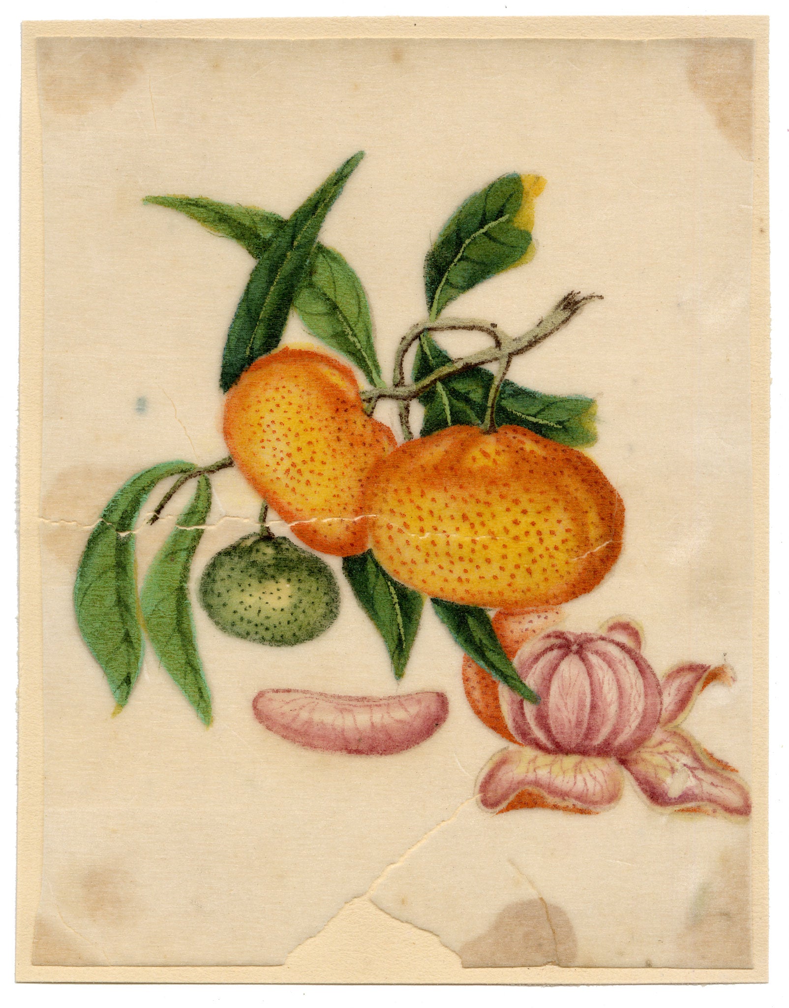 Chinese School, Chinese Mandarin Orange – Mid-19th-century chinese painting on pith