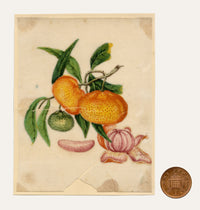 Chinese School, Chinese Mandarin Orange – Mid-19th-century chinese painting on pith