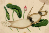 Chinese School, Chinese Lotus Root Plant – Mid-19th-century chinese painting on pith