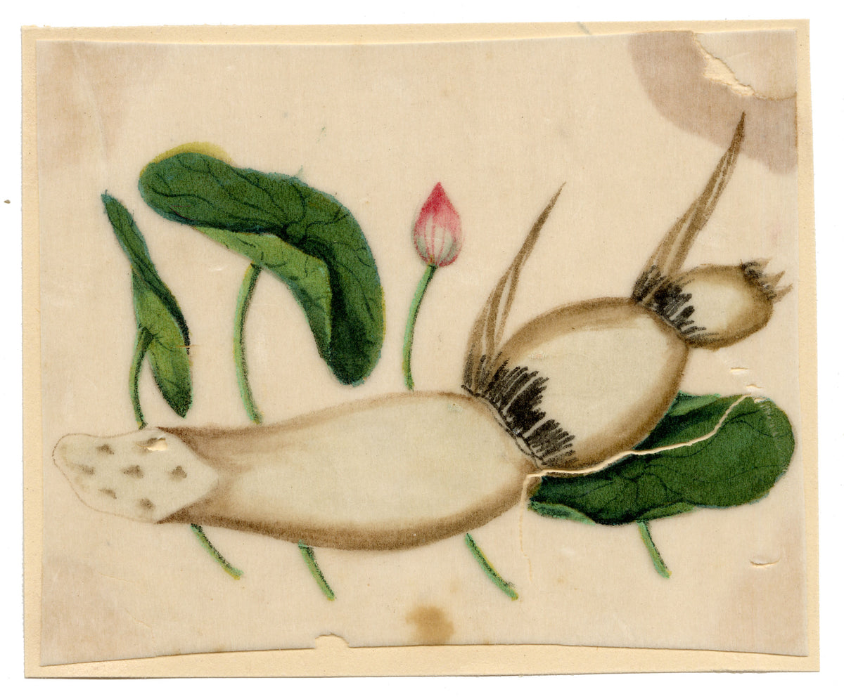Chinese School, Chinese Lotus Root Plant – Mid-19th-century chinese painting on pith