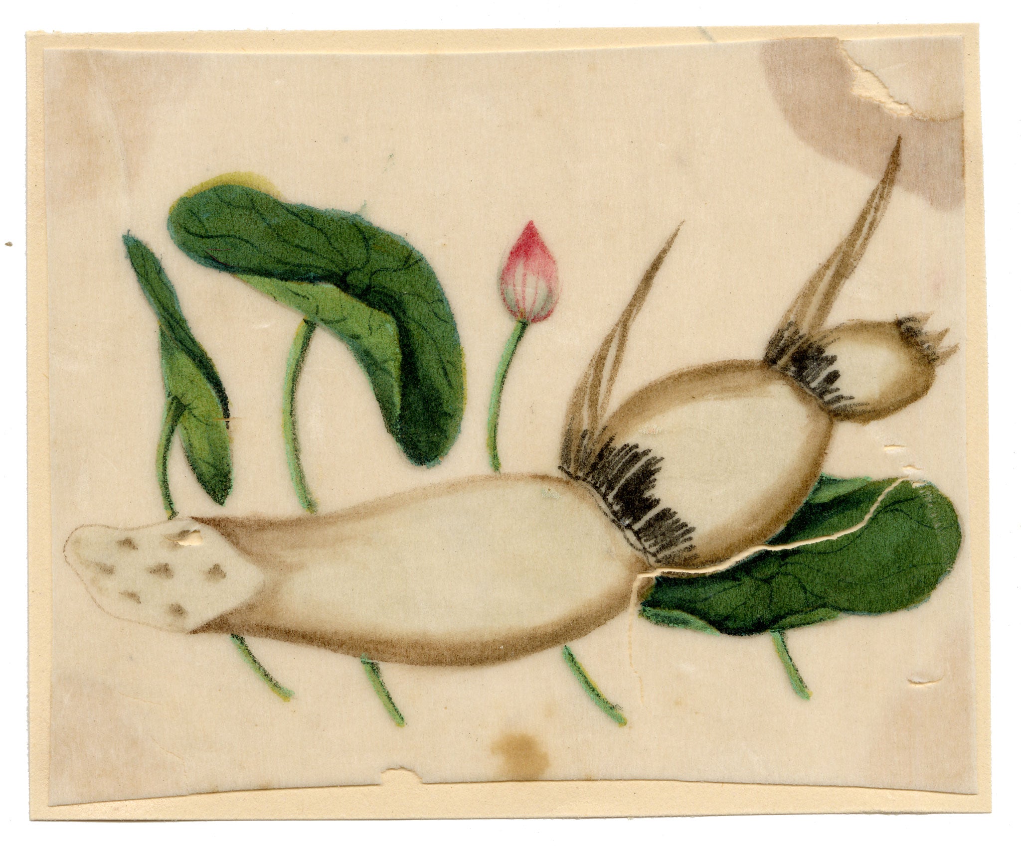 Chinese School, Chinese Lotus Root Plant – Mid-19th-century chinese painting on pith