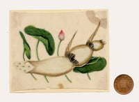 Chinese School, Chinese Lotus Root Plant – Mid-19th-century chinese painting on pith