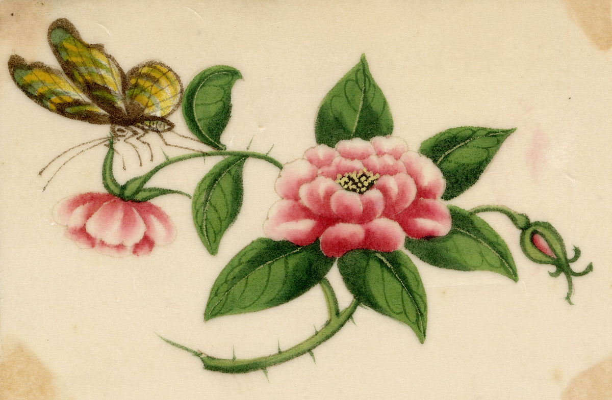 Chinese School, Pink Rose Flower with Butterfly – Mid-19th-century chinese painting on pith