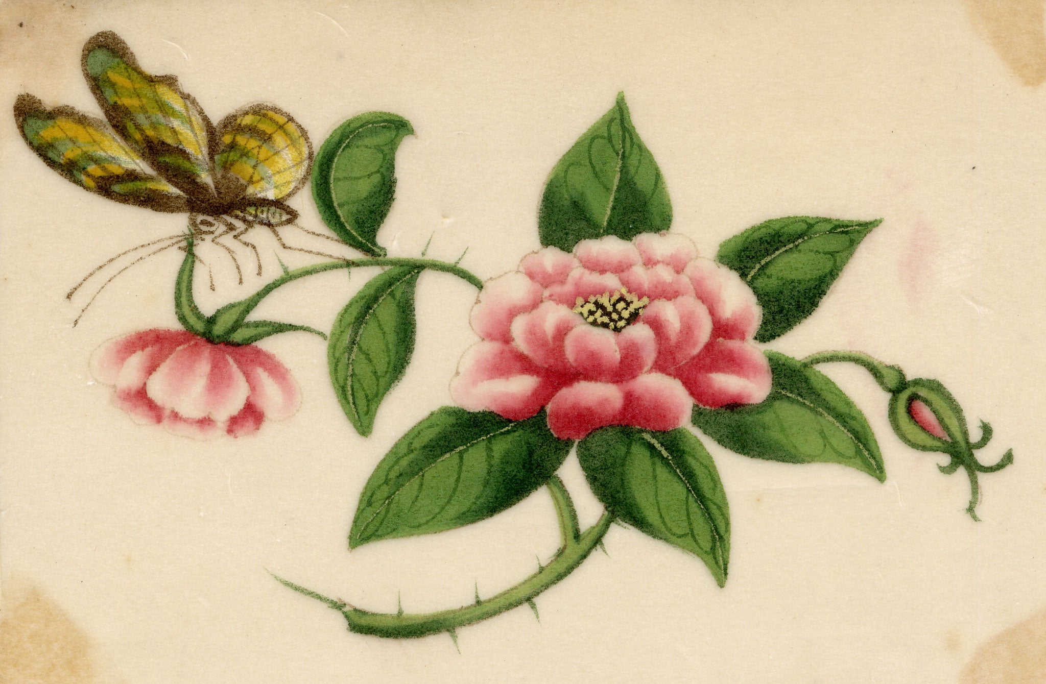 Chinese School, Pink Rose Flower with Butterfly – Mid-19th-century chinese painting on pith