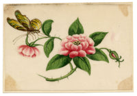 Chinese School, Pink Rose Flower with Butterfly – Mid-19th-century chinese painting on pith