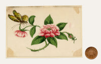 Chinese School, Pink Rose Flower with Butterfly – Mid-19th-century chinese painting on pith